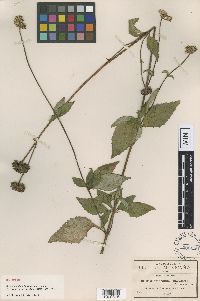 Desmanthodium lanceolatum image