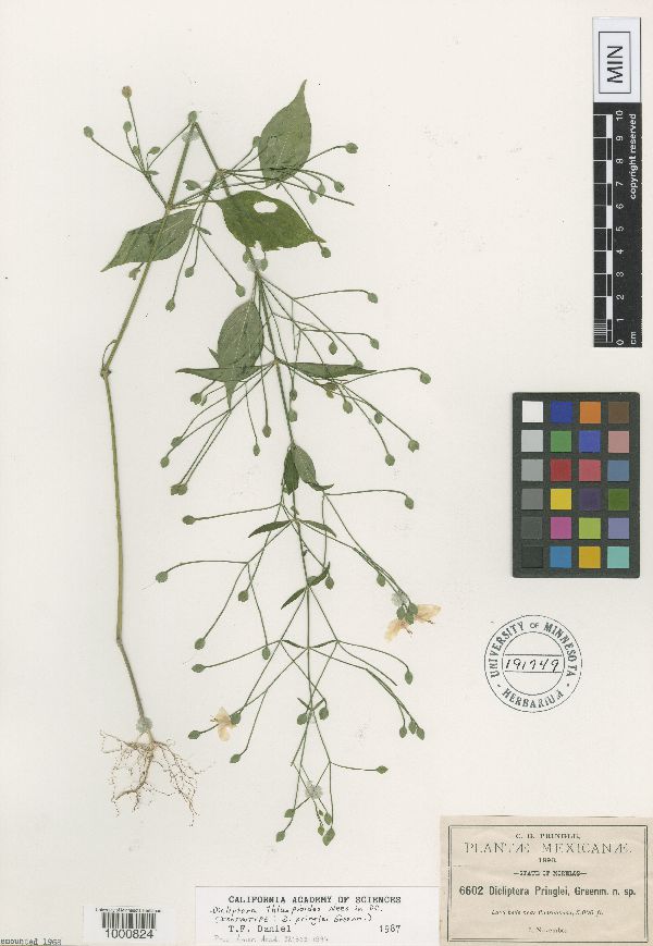 Dicliptera thlaspioides image