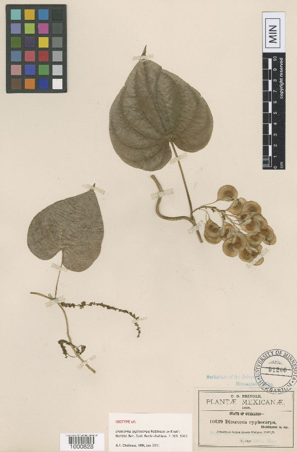 Dioscorea cyphocarpa image