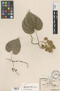 Dioscorea cyphocarpa image