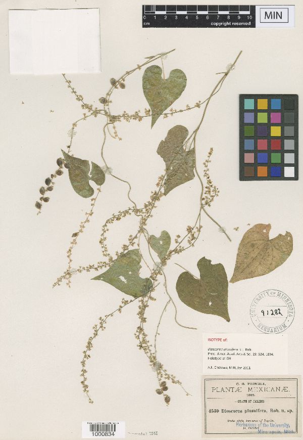 Dioscorea plumifera image