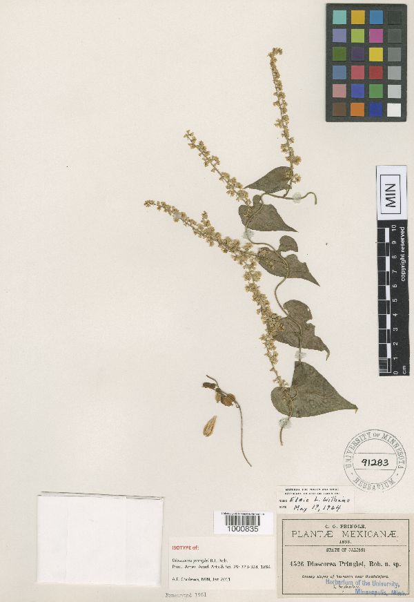 Dioscorea pringlei image