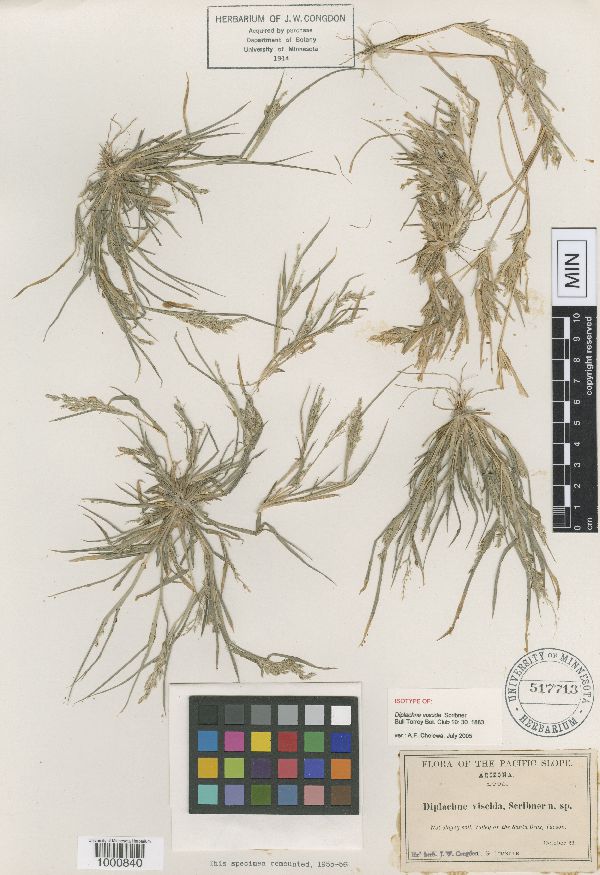 Leptochloa viscida image