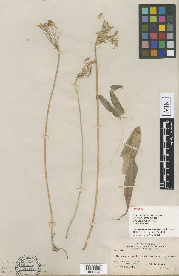 Dodecatheon pulchellum var. shoshonense image