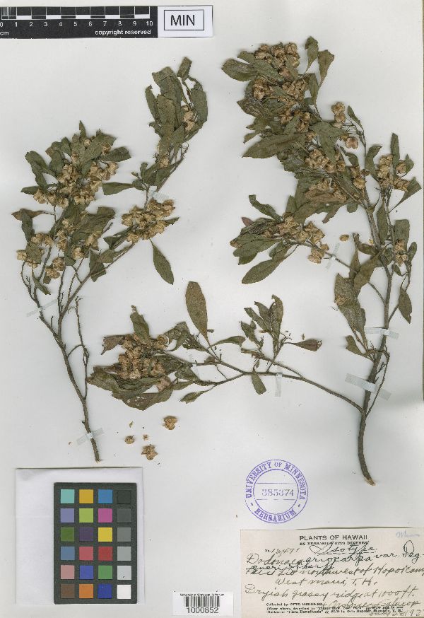 Dodonaea eriocarpa var. degeneri image