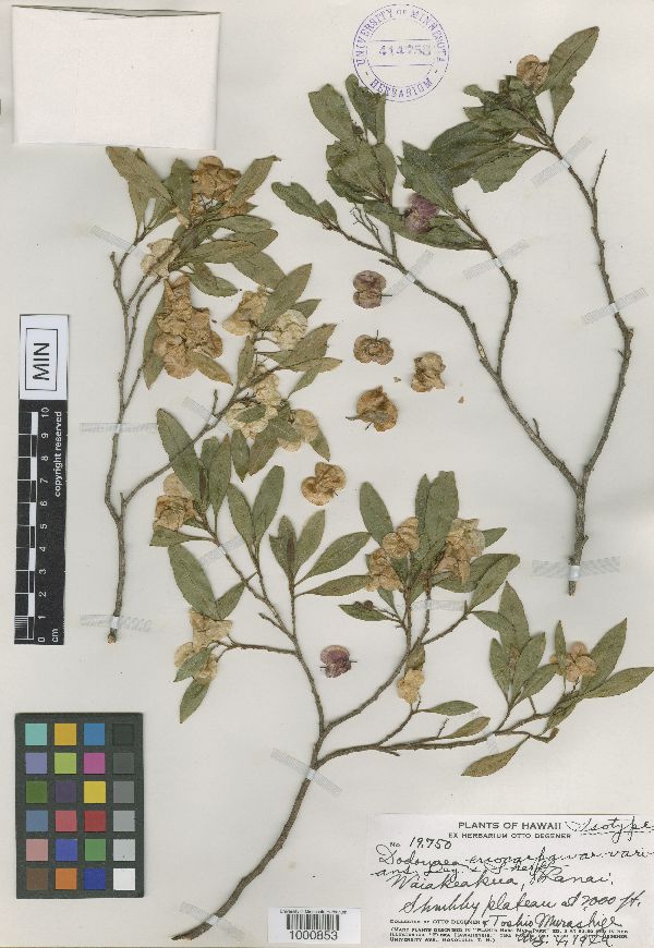 Dodonaea eriocarpa var. varians image