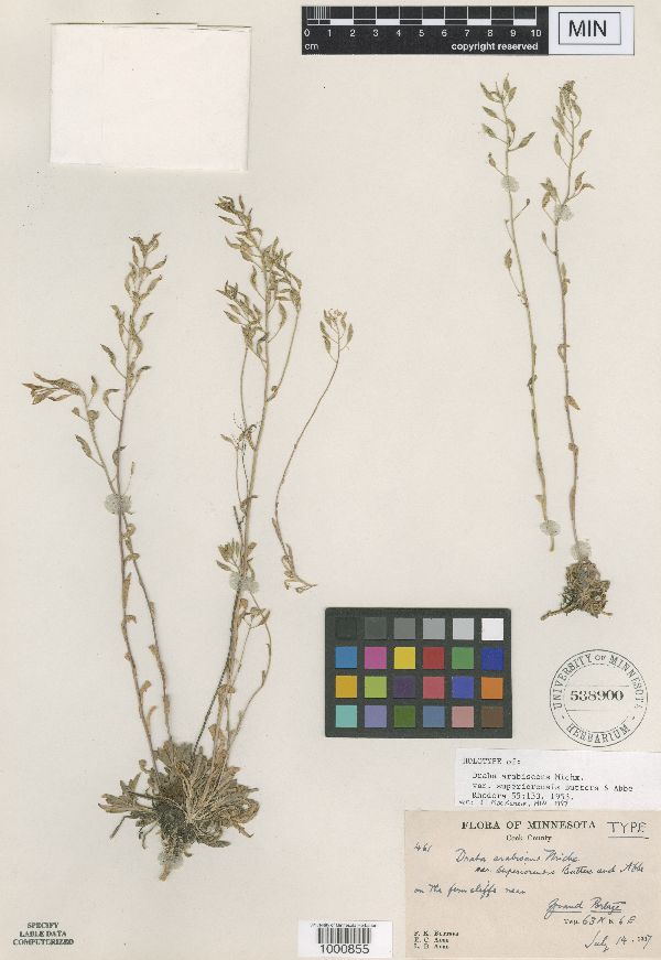 Draba arabisans var. superiorensis image