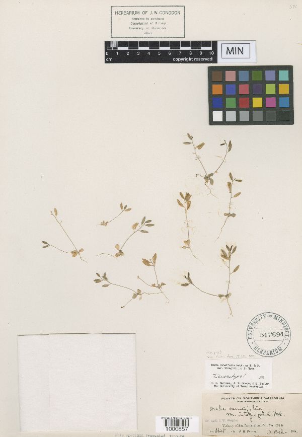 Draba cuneifolia var. integrifolia image