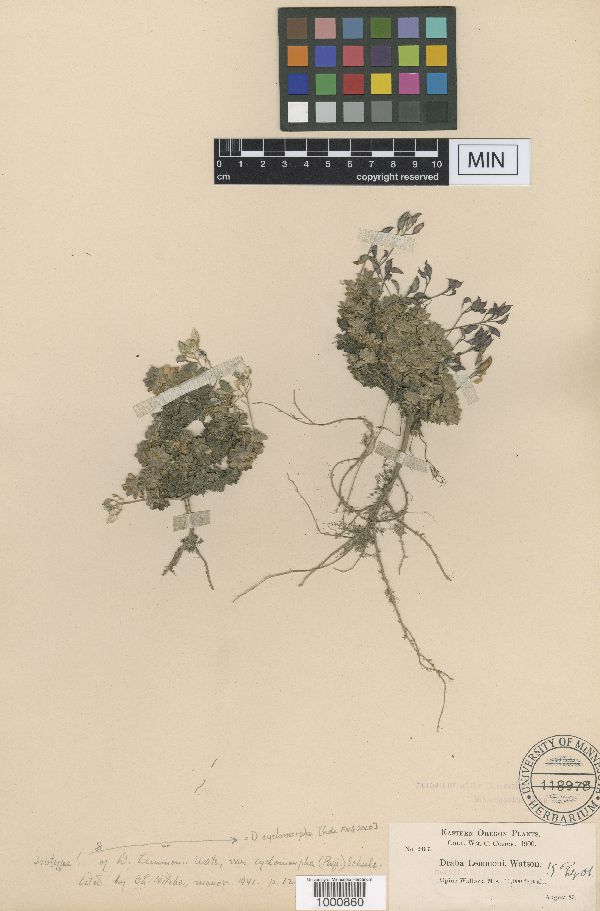 Draba cyclomorpha image