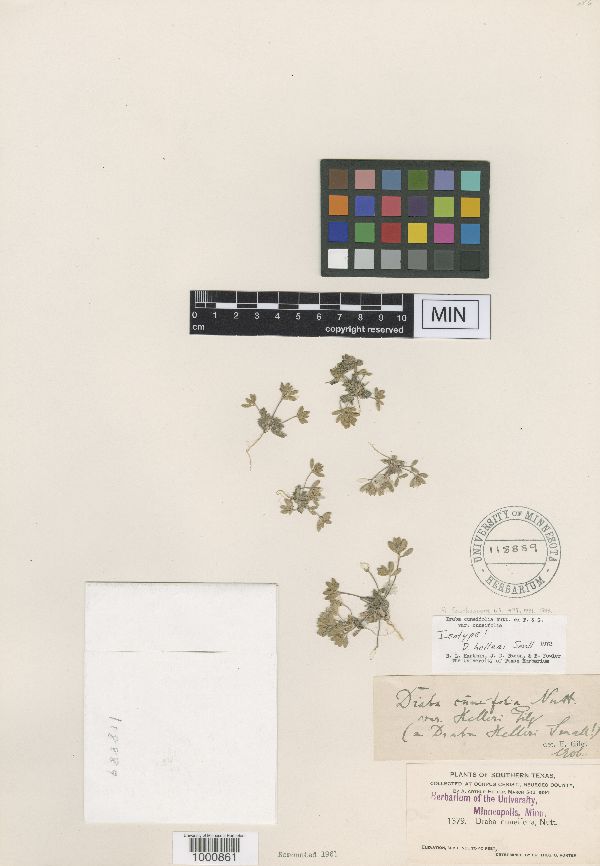 Draba cuneifolia var. cuneifolia image