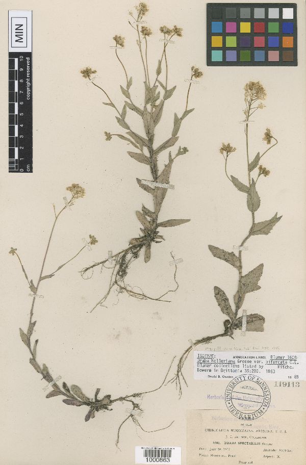 Draba bifurcata image