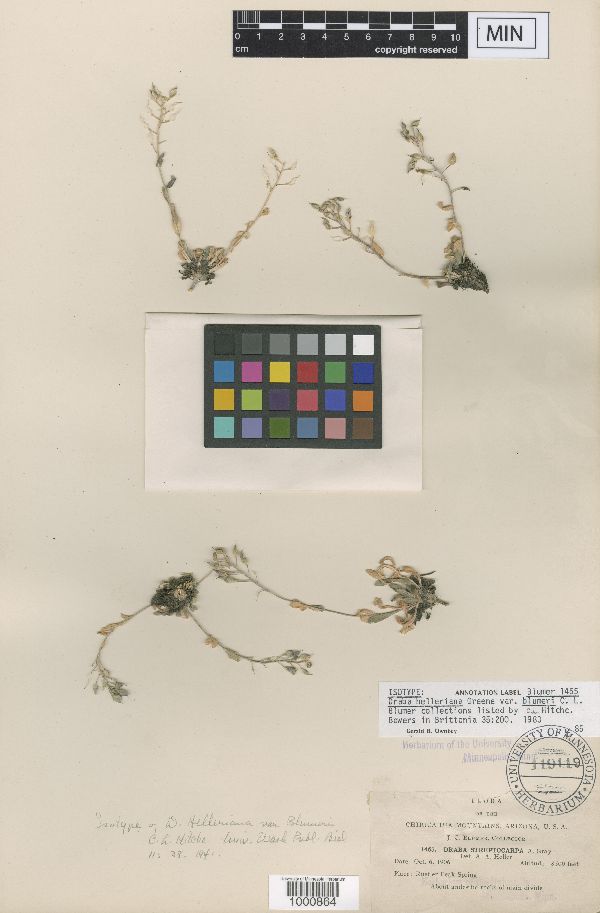 Draba petrophila image