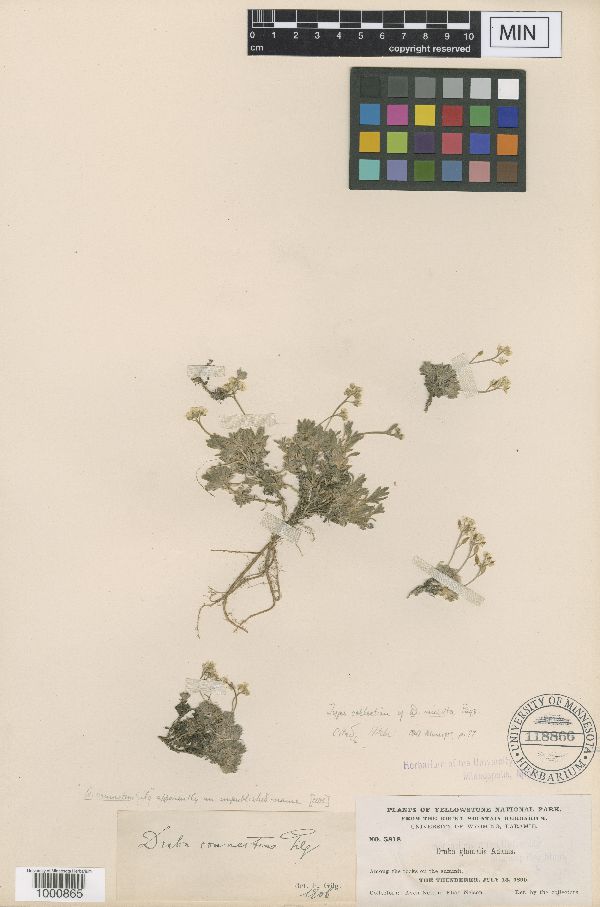 Draba incerta image