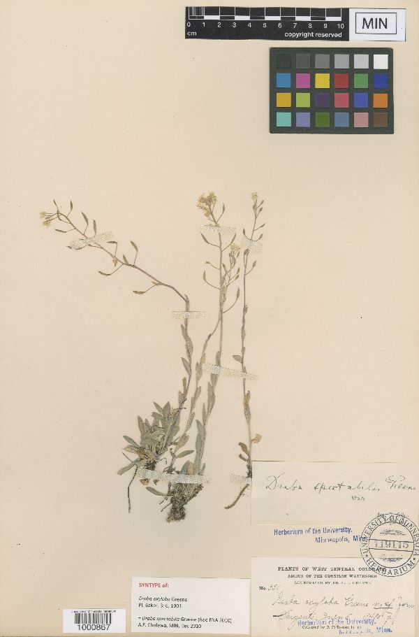 Draba oxyloba image