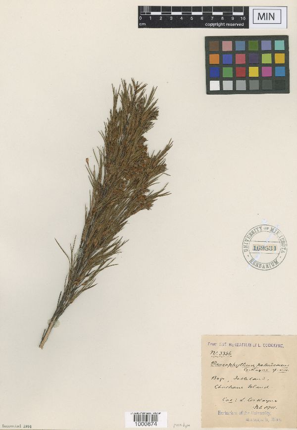Dracophyllum paludosum image