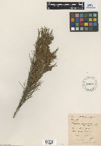 Image of Dracophyllum scoparium