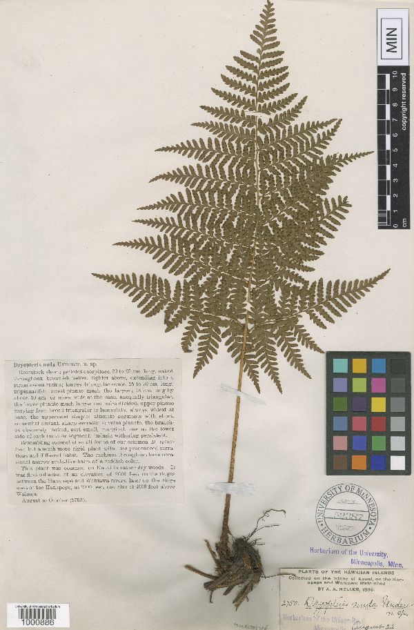 Dryopteris nuda image