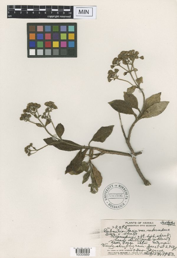 Dubautia laxa var. intercedens image