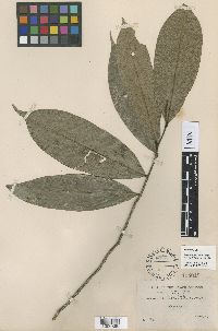 Duguetia pauciflora image