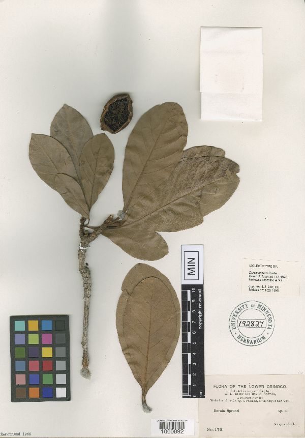 Duroia micrantha image