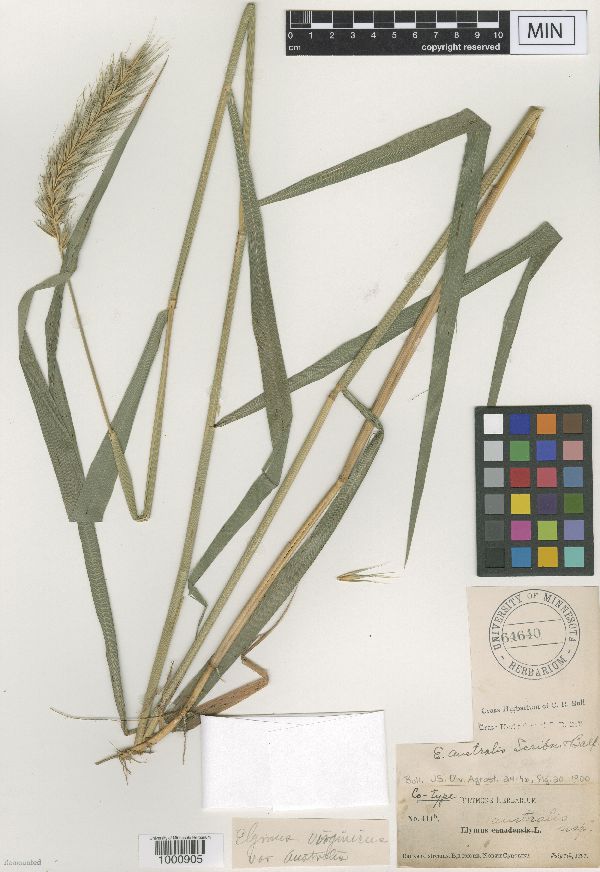 Elymus glabriflorus var. australis image
