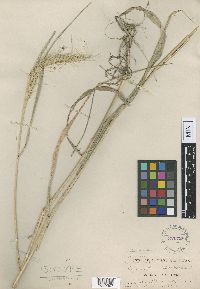 Elymus villosus image