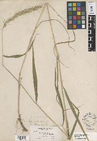 Image of Elymus wiegandii