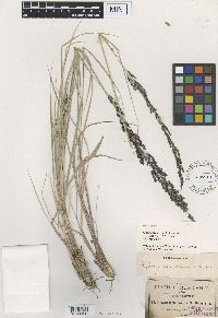 Image of Muhlenbergia longiligula
