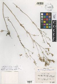 Epilobium brachycarpum image