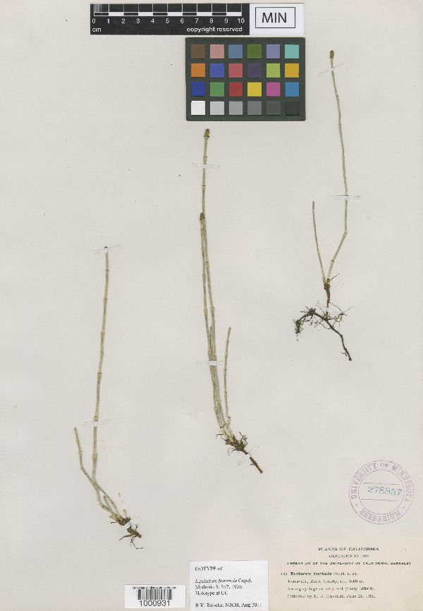 Equisetum fontinale image