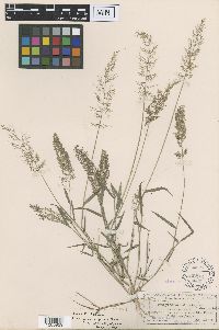 Image of Eragrostis amabilis