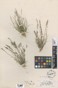 Image of Eragrostis cubensis