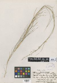 Eragrostis hosakai image