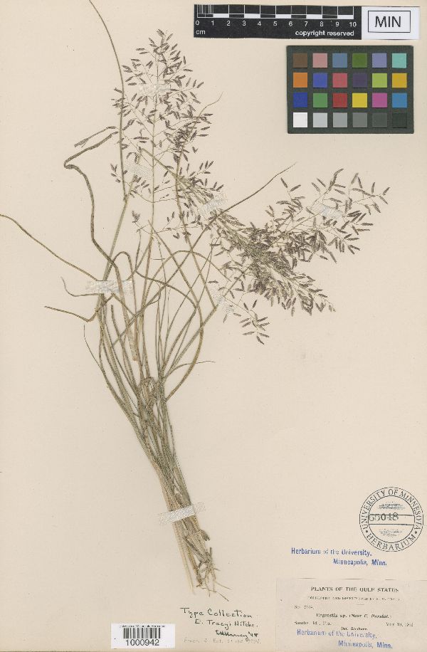 Eragrostis pectinacea var. tracyi image