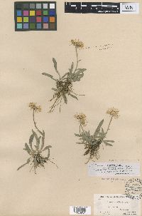 Erigeron glacialis image