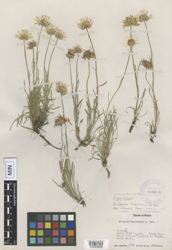 Erigeron engelmannii subsp. davisii image