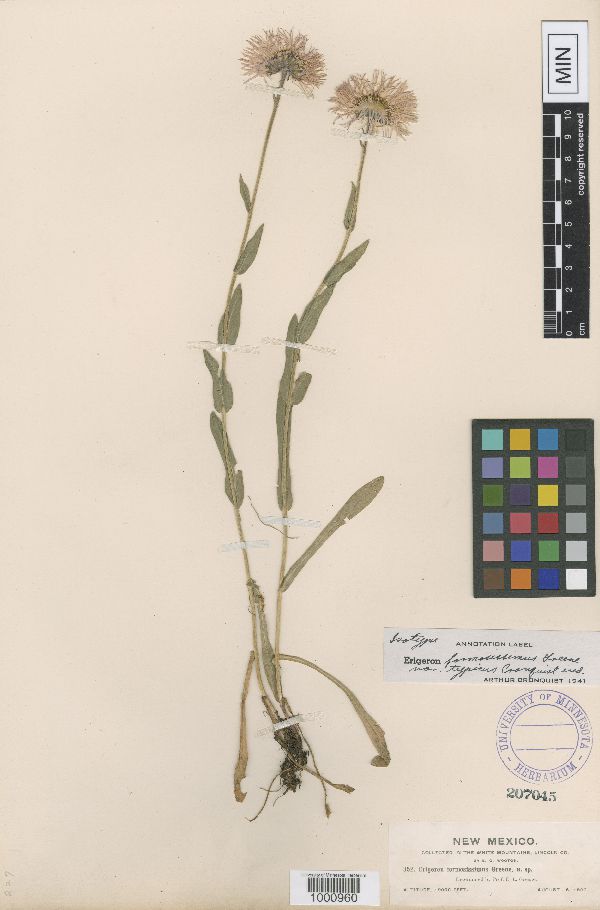 Erigeron formosissimus image