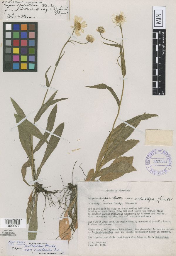 Erigeron pulchellus var. tolsteadii image