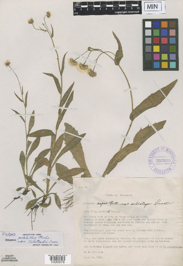 Erigeron pulchellus var. tolsteadii image