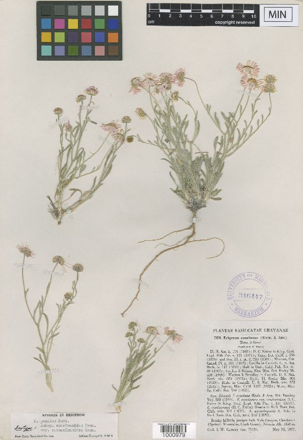 Erigeron concinnus var. concinnus image