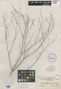 Image of Eriogonum eastwoodianum
