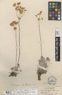 Eriogonum flavissimum image