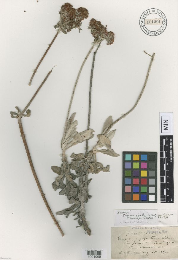 Eriogonum giganteum image