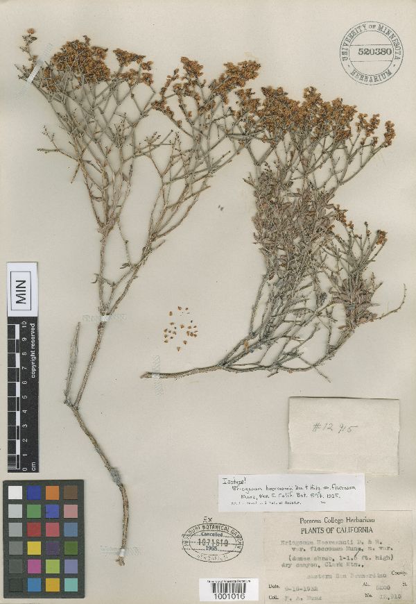 Eriogonum heermannii var. floccosum image