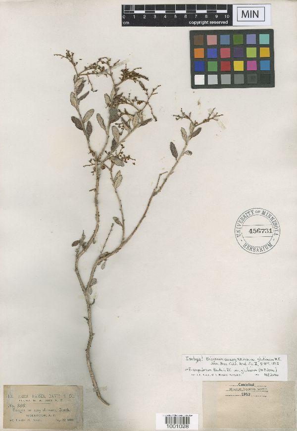 Eriogonum corymbosum var. aureum image