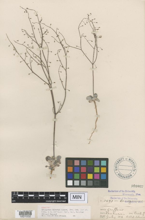 Eriogonum baratum image