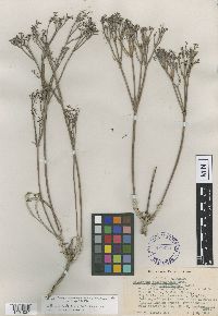 Image of Eriogonum brevicaule