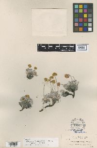 Image of Eriogonum chrysops