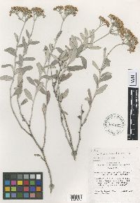 Eriogonum lancifolium image