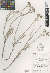Eriogonum hylophilum image